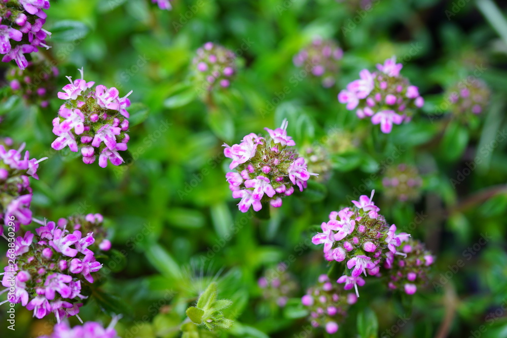 Purple flowers of thyme plant growing in the herb garden Purple flowers of thyme plant growing in the herb garden