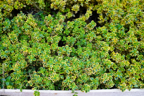 Lemon thyme plant growing in the herb garden