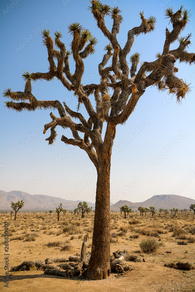 joshua tree in desert