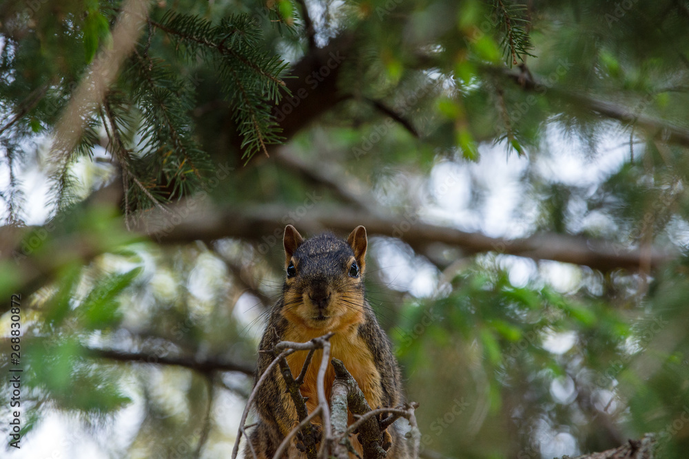 015-squirrel-ankeny-13may19-09x06-009-350-0429