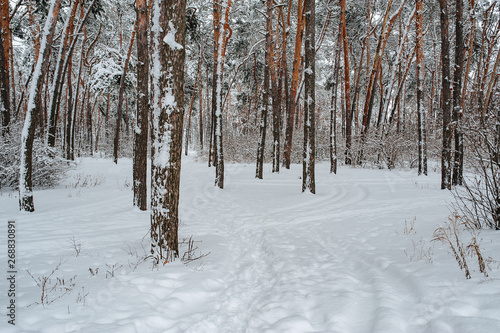 Winter day in the pine forest. Young green trees of pines covered snow.