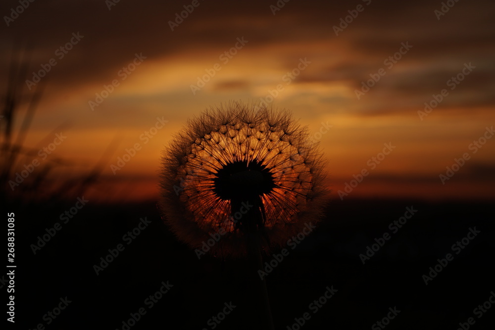 Löwenzahn/Pusteblume im Sonnenuntergang