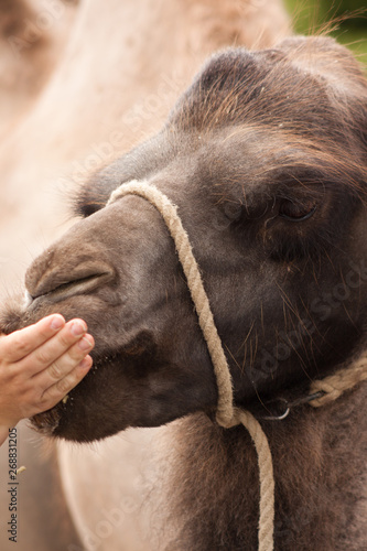 Camel Feeding Time