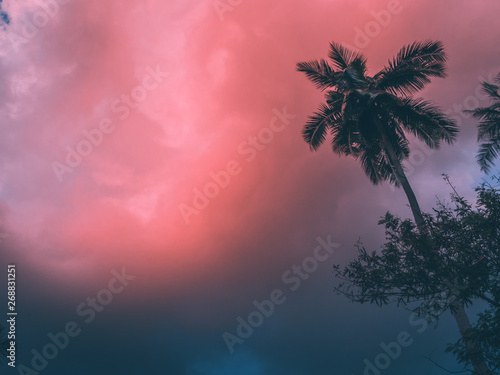 Coconut palm tree at sunset