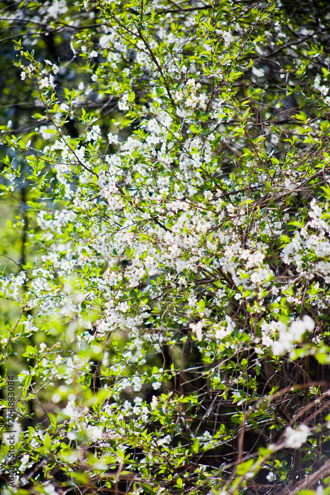 Sour cherry tree white flowers on the sunny bright blurry background of a wild meadow. Sour cherry tree white flowers on the sunny bright blurry background of a wild meadow.
