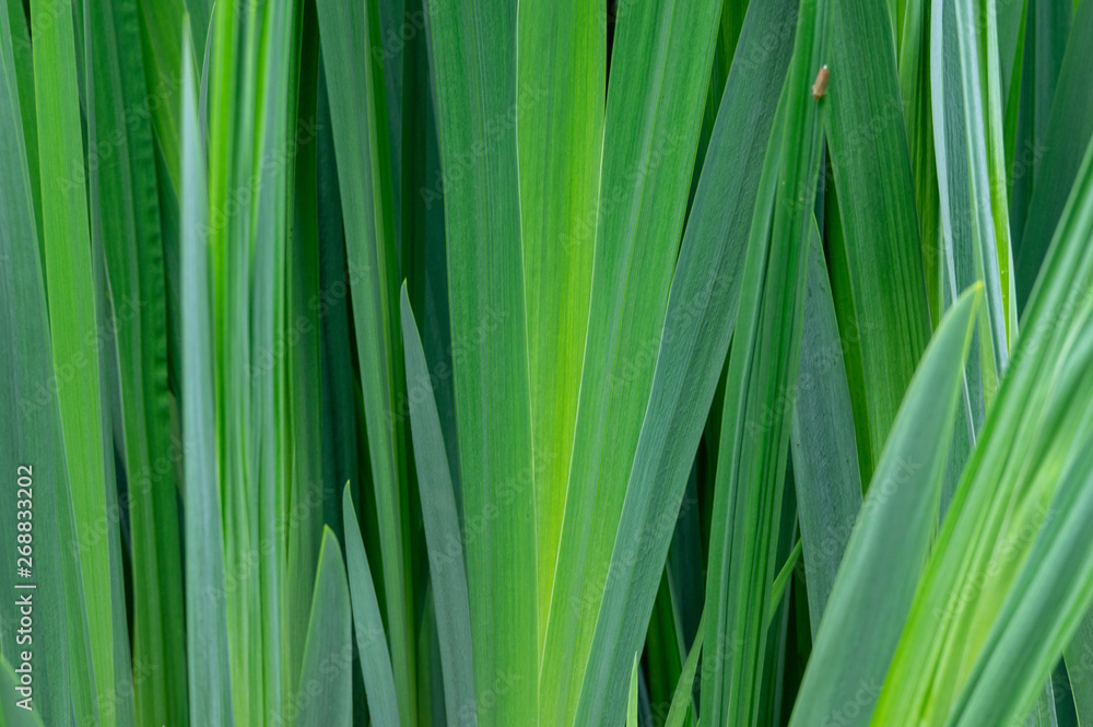 Green Grass Texture Green Grass Texture