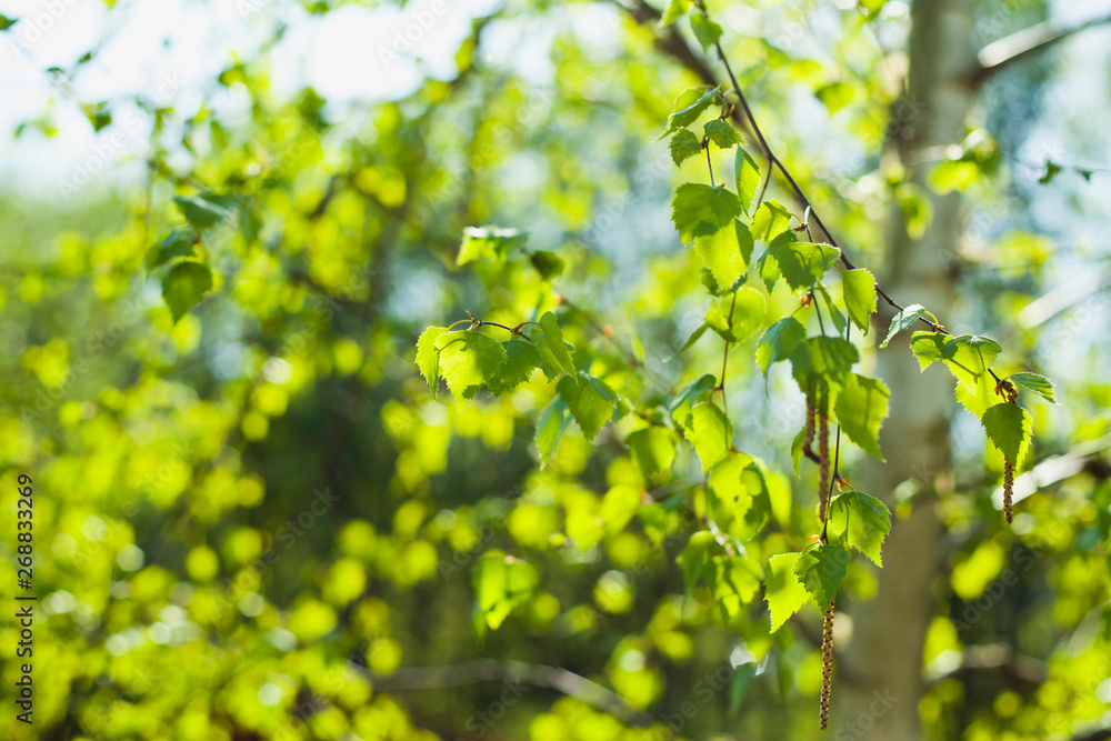 Beautiful fresh green leaves of silver birch tree on the sunny spring blyrry background. Beautiful fresh green leaves of silver birch tree on the sunny spring blyrry background.