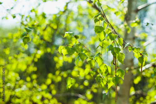 Beautiful fresh green leaves of silver birch tree on the sunny spring blyrry background.