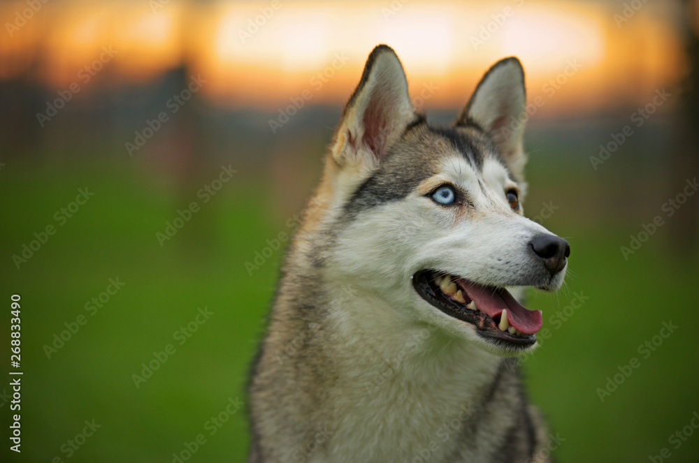 Portrait of siberian husky mix with heterochromia Portrait of siberian husky mix with heterochromia