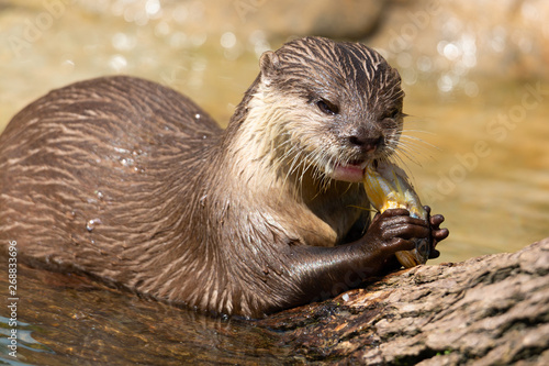 Oriental small-clawed otter, Aonyx cinereus, also known as the Asian small-clawed otter eating fish.