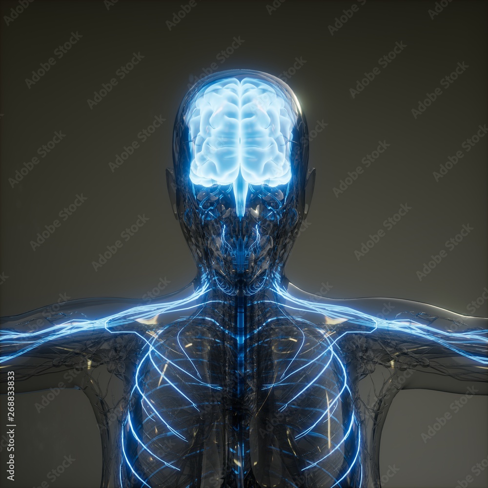 Human Brain Radiology Exam Stock Illustration | Adobe Stock