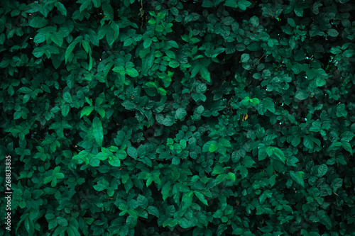 green leaf nature background, dark tone
