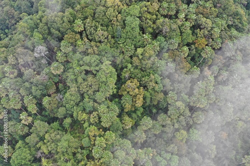 Mountain forest rainforest canopy