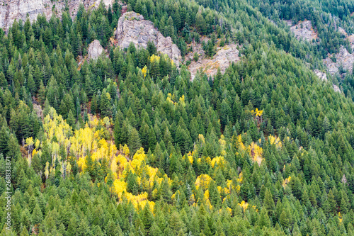 Green and yellow forest on steep mountainside