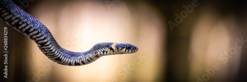 Grass snake (Natrix natrix) close-up with a light background