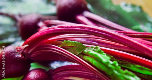 Young Beetroot red vegetable with beet green - leaves for fresh spring salad. photo