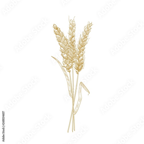 Bouquet of wheat ears hand drawn with contour lines on white background. Cultivated cereal plant, grain or crop. Decorative design element. Monochrome realistic vector illustration in vintage style.