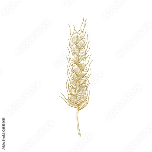 Botanical drawing of wheat ear or spikelet with seeds isolated on white background. Cultivated plant, cereal grain or food crop. Elegant design element. Monochrome realistic vector illustration.