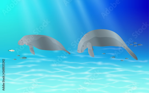 manatee swimming at underwater in the ocean