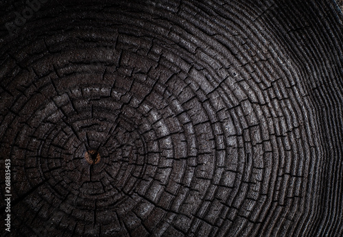 Fotografie, Obraz The charred stump of tree felled - section of the trunk with annual rings