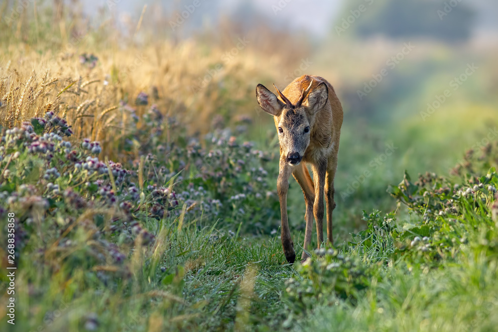 Roe deer, capreolus capreolus, buck approaching curiously along grain field in the sunny summer morning. Young roebuck by agricultural field.