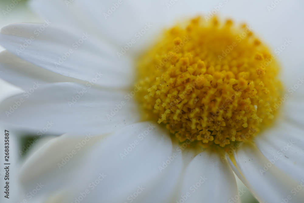 closeup of white daisy flower closeup of white daisy flower