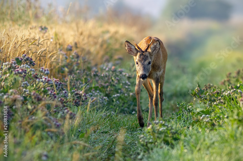 Obraz na płótnie Roe deer, capreolus capreolus, buck approaching curiously along grain field in the sunny summer morning. Young roebuck by agricultural field. w salonie