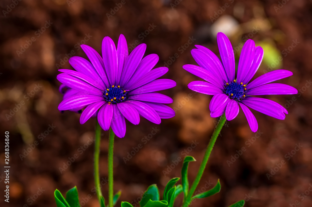 Macro shot of field flowers - Stock Image Macro shot of field flowers - Stock Image