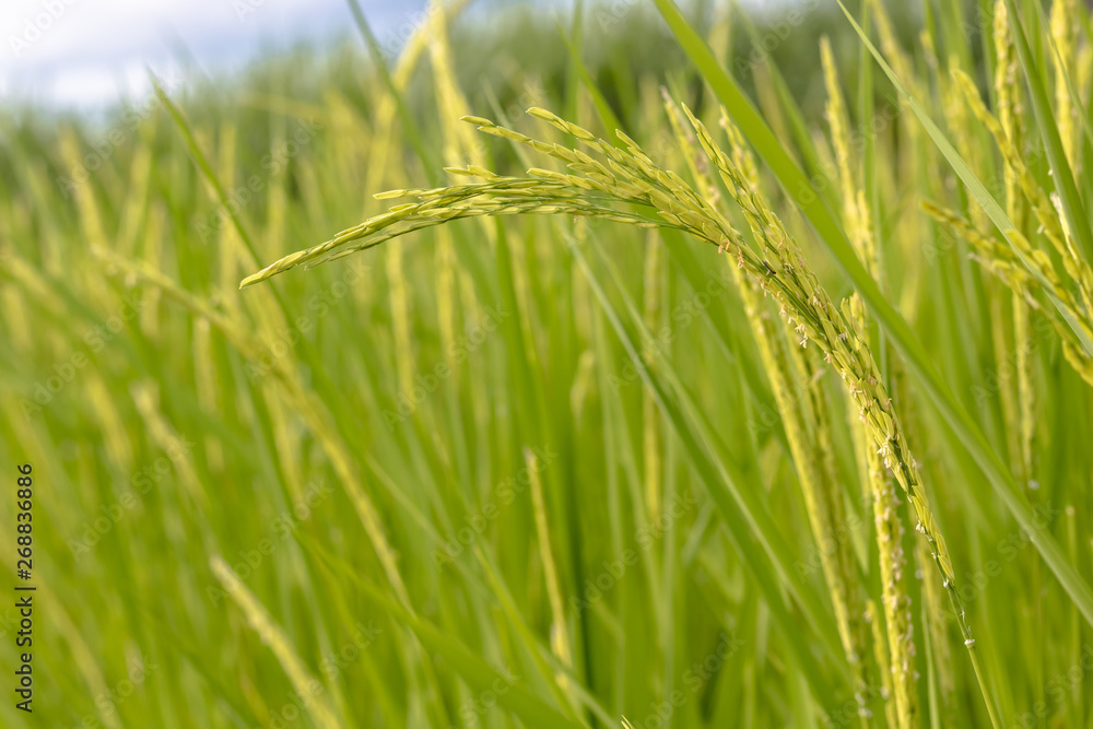 Rice seed ripe and green leaves in rice field.Growth and Yield of rice plants in summer. Rice seed ripe and green leaves in rice field.Growth and Yield of rice plants in summer.