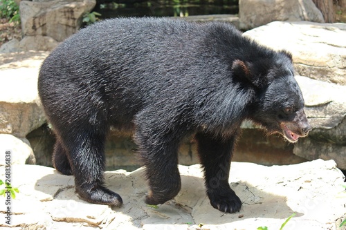 Animals,  these are two bears that live at KHON KAEN zoo,  in KHON KAEN province THAILAND.  