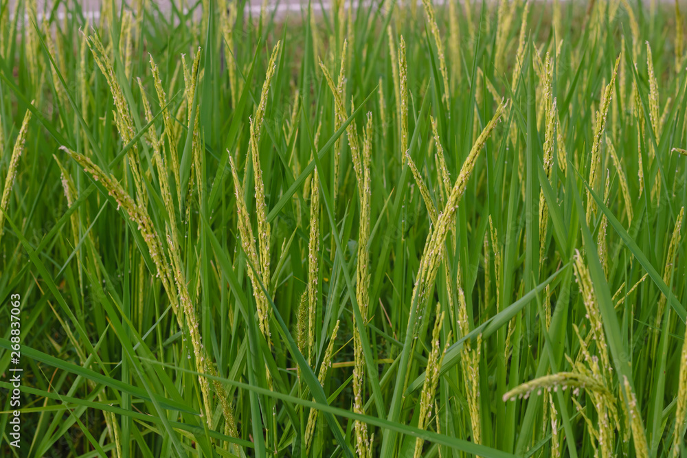 Rice seed ripe and green leaves in rice field.Growth and Yield of rice plants in summer. Rice seed ripe and green leaves in rice field.Growth and Yield of rice plants in summer.