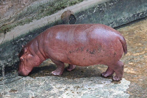 Asia, Asian, Thai, Thailand, animal, bear, mammal, jungle, big, wildlife, wild, zoo, forest, face, fur, head, legs, eyes, nature, natural, macro, close-up, outdoor, danger, dangerous,    