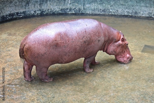 Asia, Asian, Thai, Thailand, animal, bear, mammal, jungle, big, wildlife, wild, zoo, forest, face, fur, head, legs, eyes, nature, natural, macro, close-up, outdoor, danger, dangerous,    