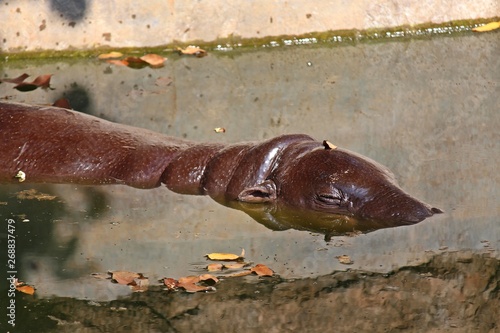 Asia, Asian, Thai, Thailand, animal, bear, mammal, jungle, big, wildlife, wild, zoo, forest, face, fur, head, legs, eyes, nature, natural, macro, close-up, outdoor, danger, dangerous,    