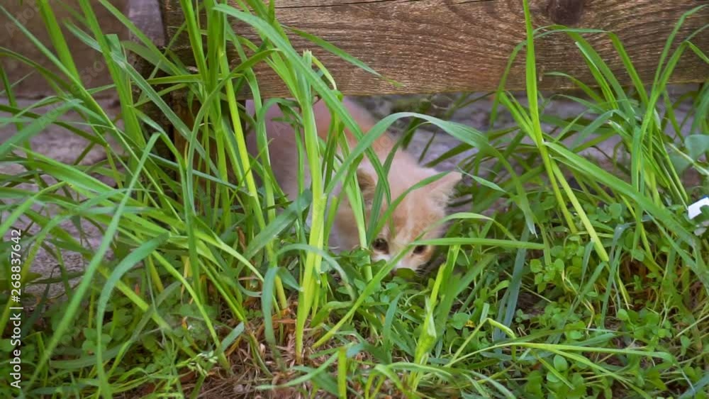 cute young cat walking in the yard on a summer day cute young cat walking in the yard on a summer day