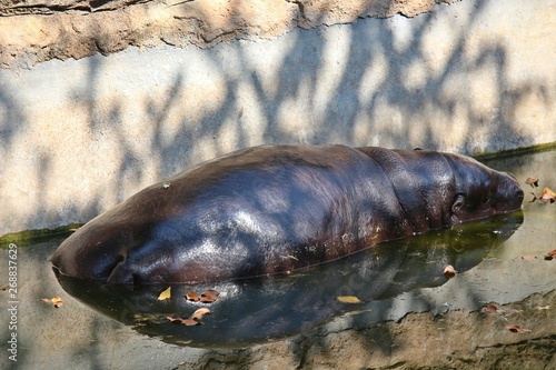 Asia, Asian, Thai, Thailand, animal, bear, mammal, jungle, big, wildlife, wild, zoo, forest, face, fur, head, legs, eyes, nature, natural, macro, close-up, outdoor, danger, dangerous,    