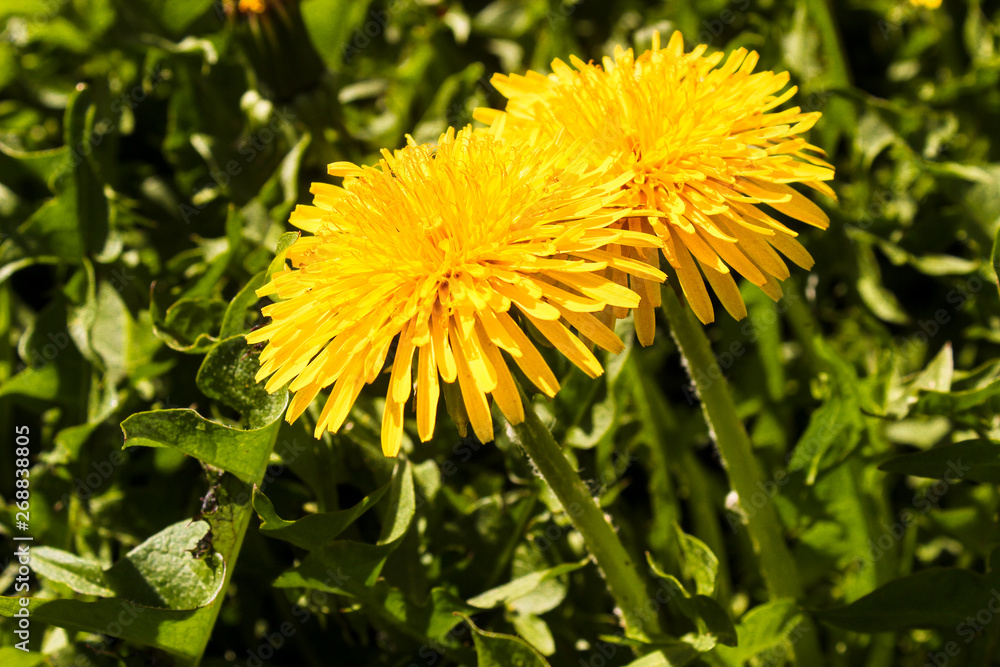 Yellow dandelion flowers in the field, macro. Beautiful summer background. Yellow dandelion flowers in the field, macro. Beautiful summer background.