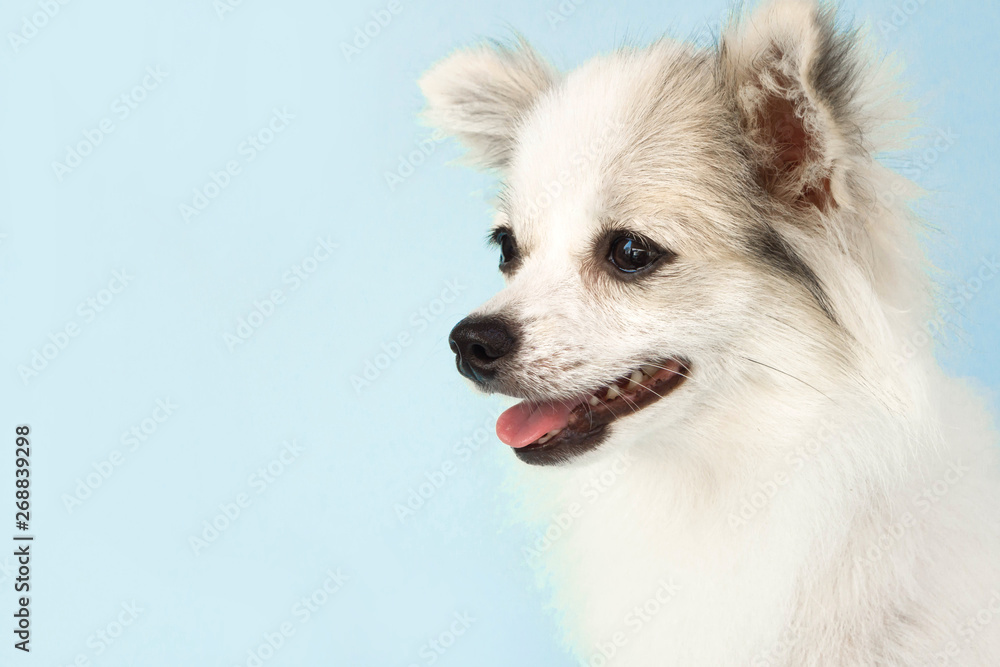 Pomeranian looking something with smile and happy feeling on light blue background Pomeranian looking something with smile and happy feeling on light blue background