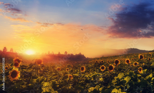 Colorful Sky Glowing in Sunlight over the Sunflower Field under Sunshine
