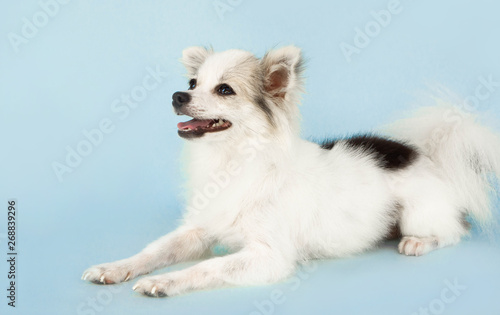 Pomeranian looking something with smile and happy feeling on light blue background © mraoraor