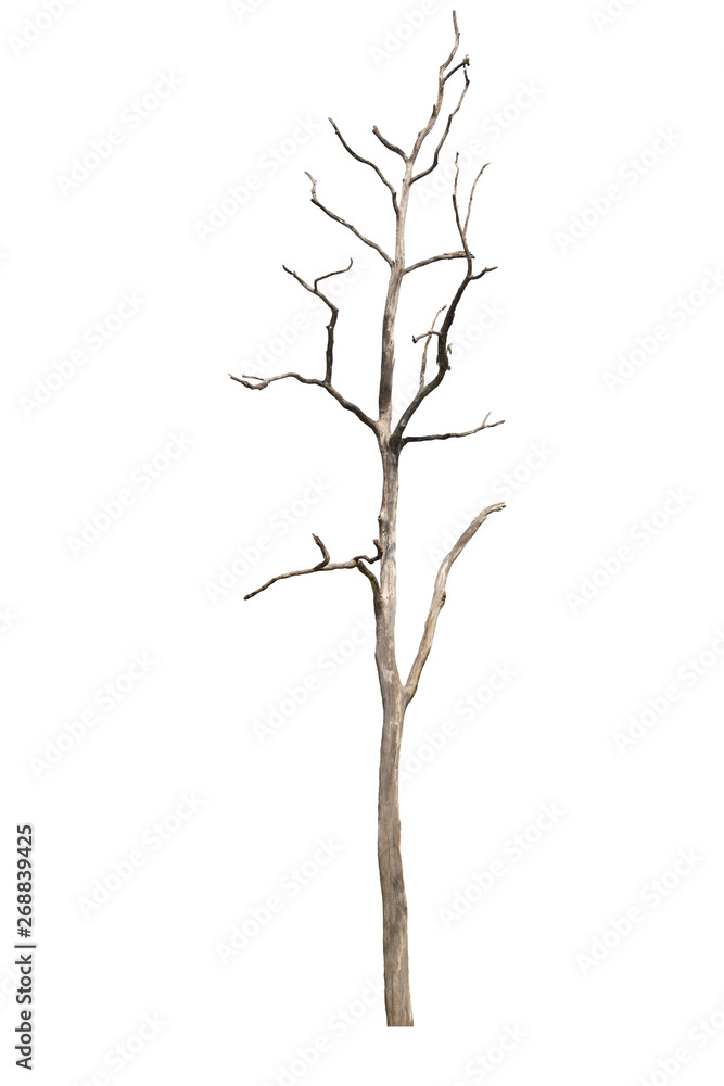 Fototapeta premium Dead tree or dried tree isolated on white background.Clipping path.