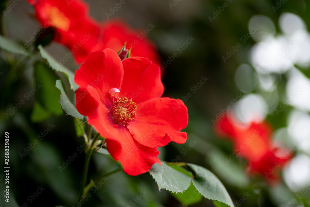 Fototapeta premium バラ つるサラバンド