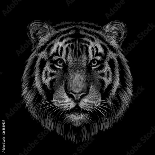 Monochrome, black and white graphic, hand-drawn portrait of a tiger looking ahead on a black background.