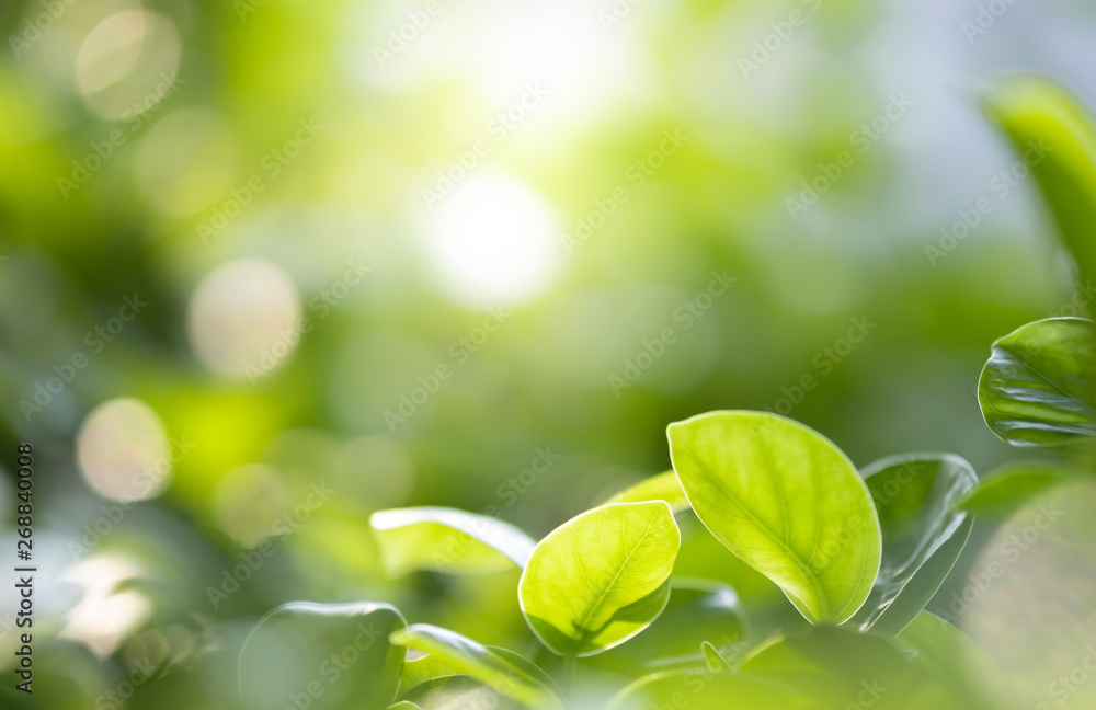 Close up beautiful view of nature green leaves on blurred greenery tree background with sunlight in public garden park. It is landscape ecology and copy space for wallpaper and backdrop. Close up beautiful view of nature green leaves on blurred greenery tree background with sunlight in public garden park. It is landscape ecology and copy space for wallpaper and backdrop.