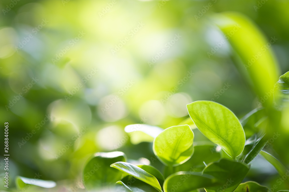 Close up beautiful view of nature green leaves on blurred greenery tree background with sunlight in public garden park. It is landscape ecology and copy space for wallpaper and backdrop. Close up beautiful view of nature green leaves on blurred greenery tree background with sunlight in public garden park. It is landscape ecology and copy space for wallpaper and backdrop.