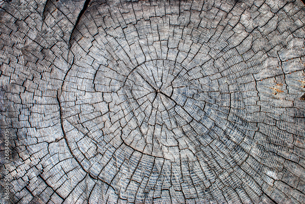 Fototapeta premium Old stump, cracked background texture