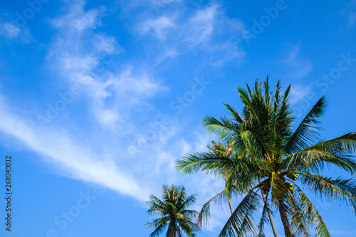 Palm Tree at a Beach on a Summer Day