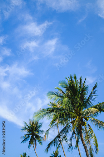 Palm Tree at a Beach on a Summer Day