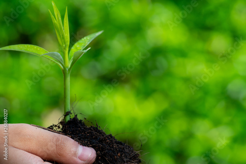 Closeup child hands of trees growing seedlings with bokeh green background. Forest conservation concept. Environment Day or Earth Day concept. Copy space for advertisers.