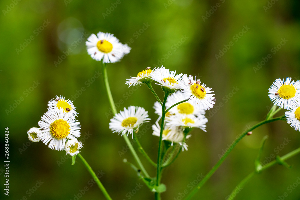 White Flower with Bugs White Flower with Bugs